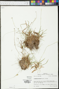 Lachnocaulon anceps image