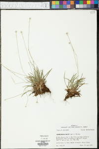 Lachnocaulon anceps image