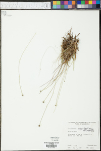 Lachnocaulon anceps image