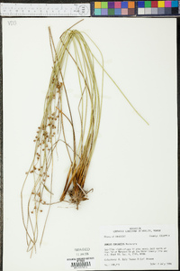 Juncus coriaceus image