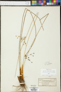 Juncus coriaceus image