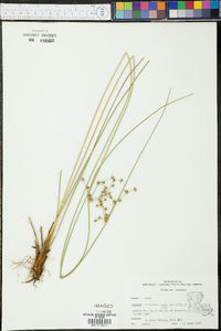 Juncus coriaceus image