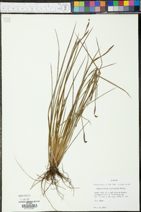 Sisyrinchium atlanticum image