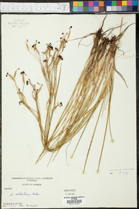 Sisyrinchium atlanticum image