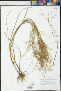 Juncus diffusissimus image