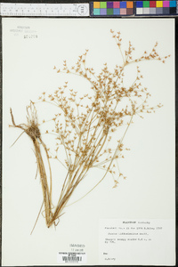 Juncus diffusissimus image