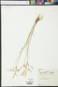 Juncus diffusissimus image