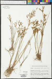 Juncus diffusissimus image