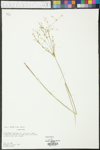 Juncus diffusissimus image