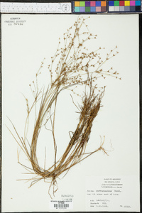 Juncus diffusissimus image