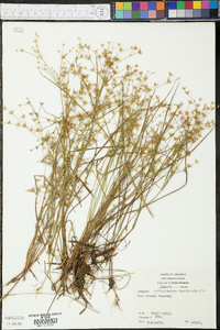 Juncus diffusissimus image