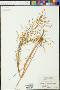 Juncus diffusissimus image