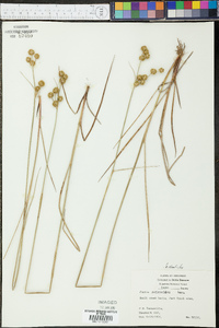 Juncus scirpoides image