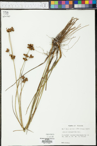 Juncus scirpoides image