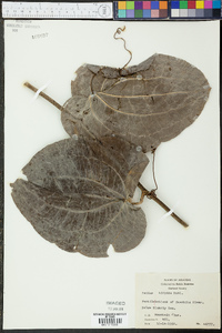 Smilax tamnoides image