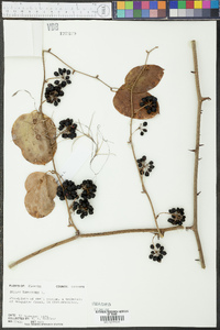 Smilax tamnoides image