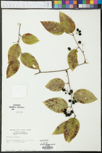 Smilax tamnoides image