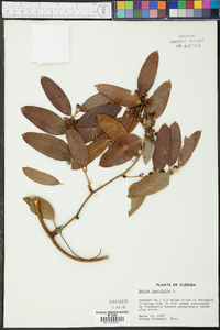 Smilax laurifolia image