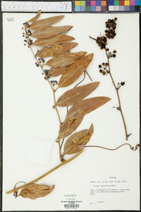 Smilax laurifolia image