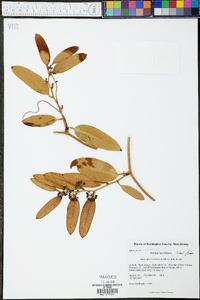 Smilax laurifolia image