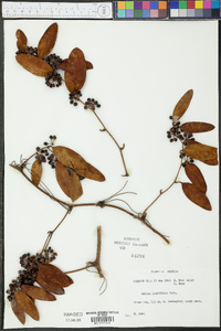 Smilax laurifolia image