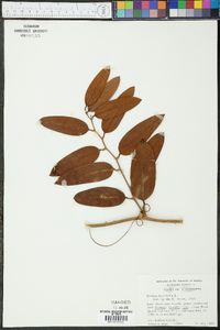 Smilax laurifolia image