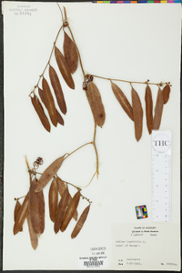 Smilax laurifolia image