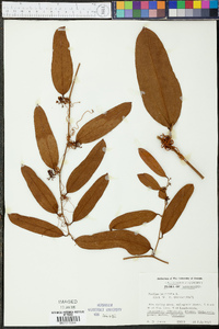 Smilax laurifolia image