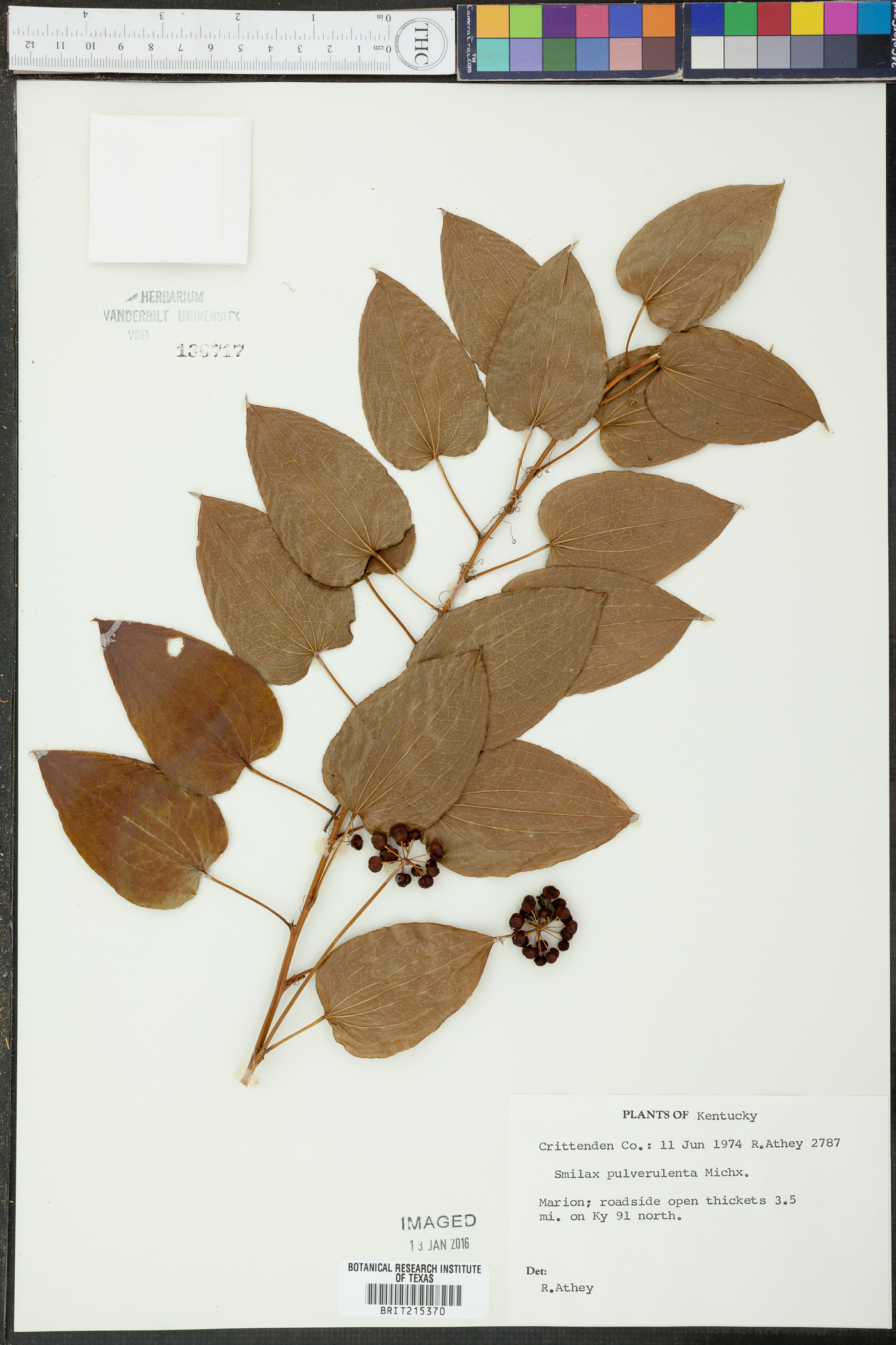 Smilax pulverulenta image