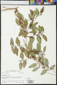 Smilax smallii image