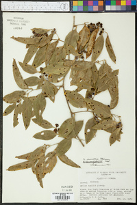 Smilax smallii image