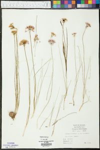 Allium canadense var. canadense image