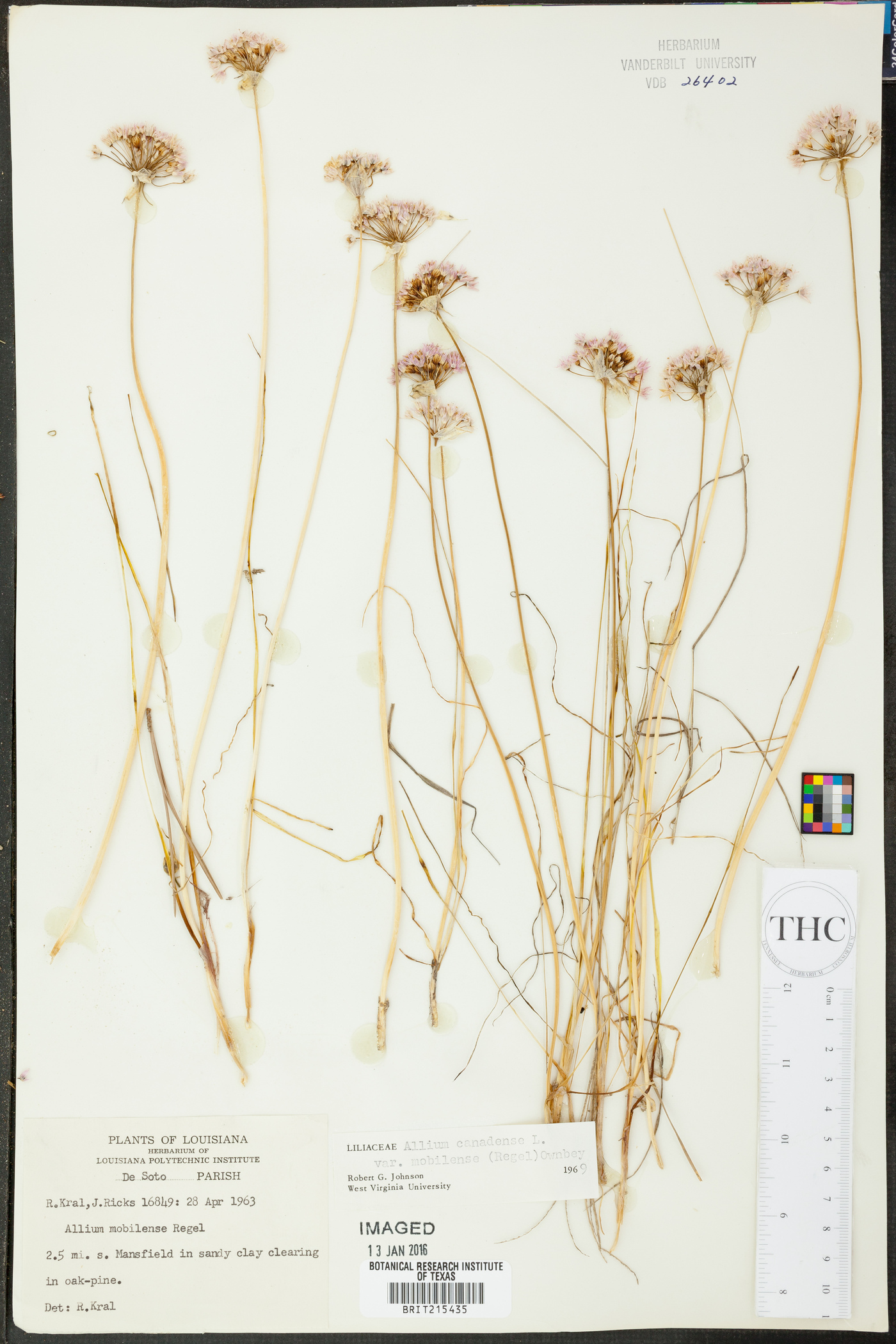 Allium canadense var. mobilense image