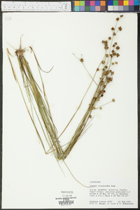 Juncus scirpoides image