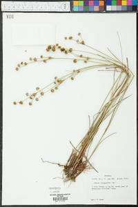 Juncus scirpoides image