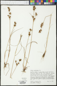 Juncus diffusissimus image