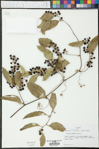 Smilax smallii image