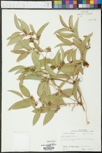 Smilax smallii image