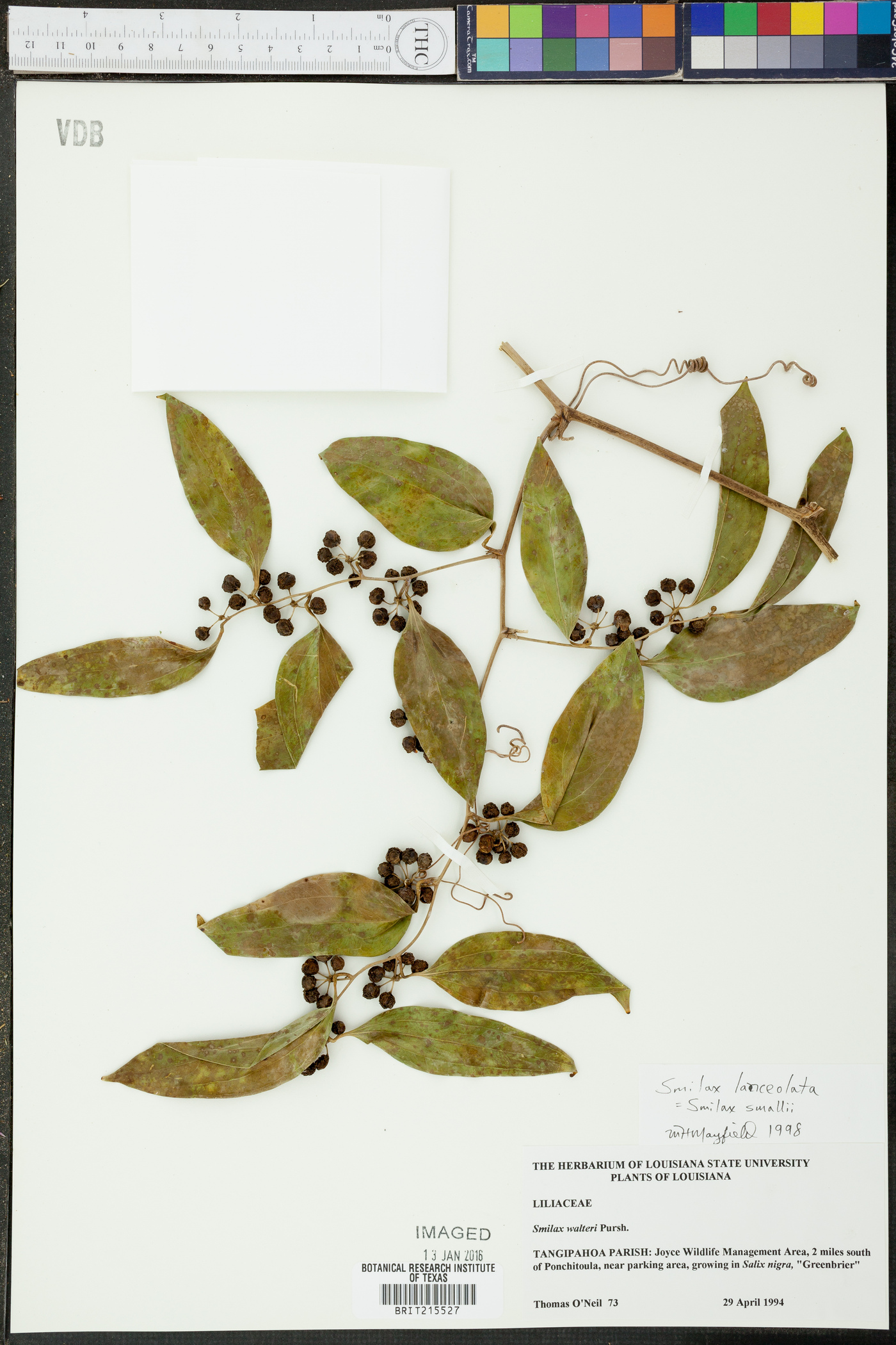 Smilax lanceolata image