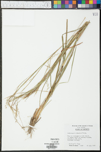 Schizachyrium scoparium var. scoparium image