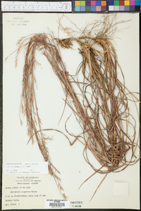 Schizachyrium scoparium var. virile image