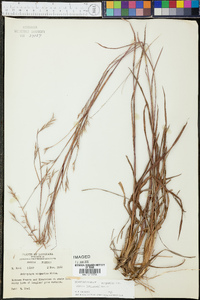 Schizachyrium scoparium var. virile image