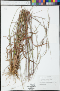 Schizachyrium scoparium var. scoparium image