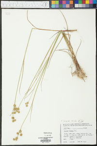 Juncus scirpoides image