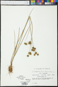 Juncus scirpoides image