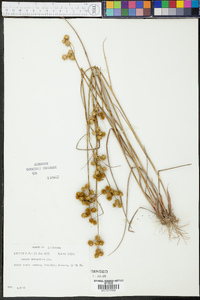 Juncus scirpoides image