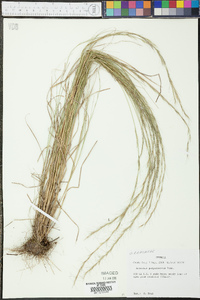 Aristida purpurascens image