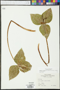 Trillium cuneatum image