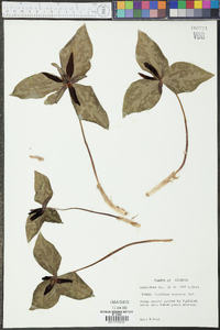 Trillium cuneatum image