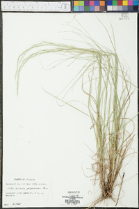 Aristida purpurascens image